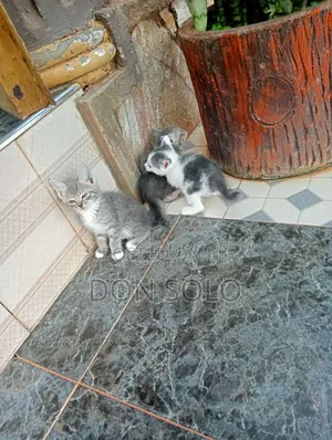 1-3 months Female Mixed Breed Scottish Fold