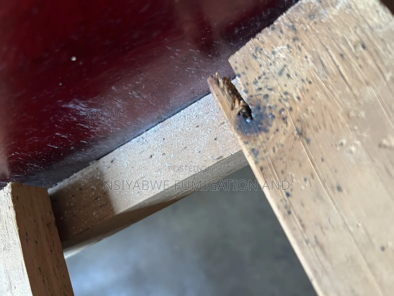 No Smell Bedbug Fumigation Services –