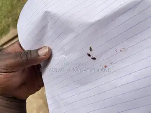 No Smell Bedbug Fumigation Services –
