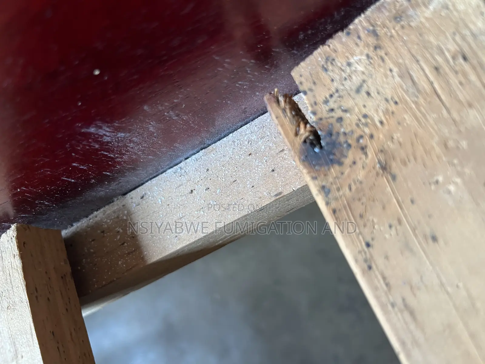 No Smell Bedbug Fumigation Services –