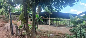 Farm With Banana, Piggery And Chicken Houses For Rent