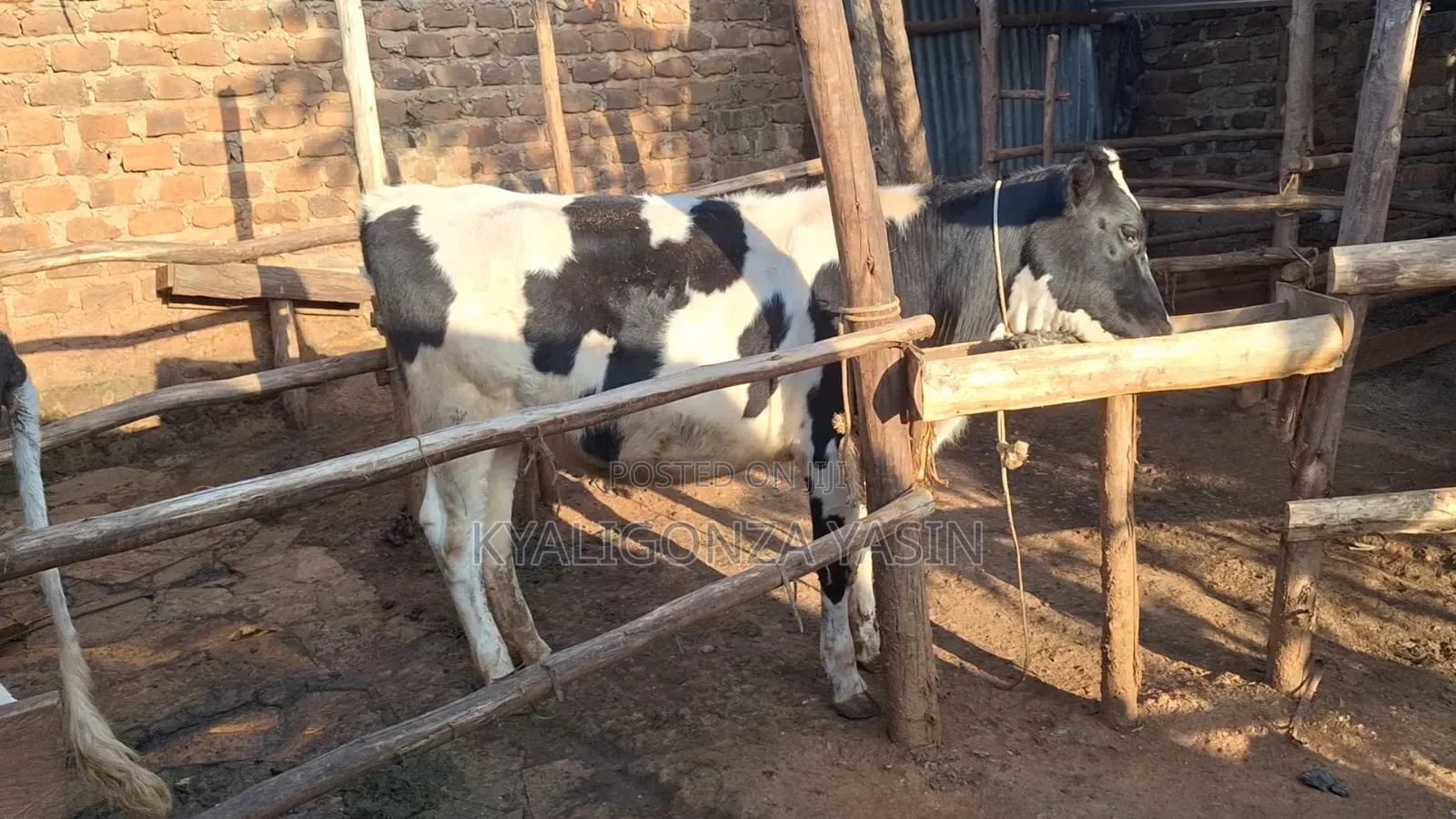 Super Pedigree Heifer