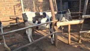 Super Pedigree Heifer