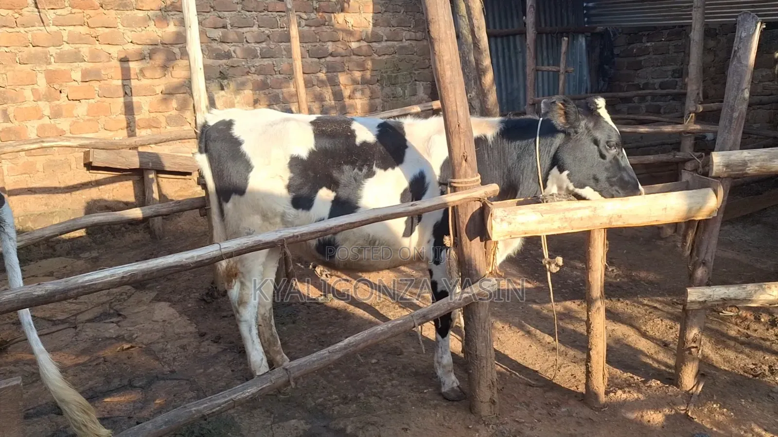 Super Pedigree Heifer