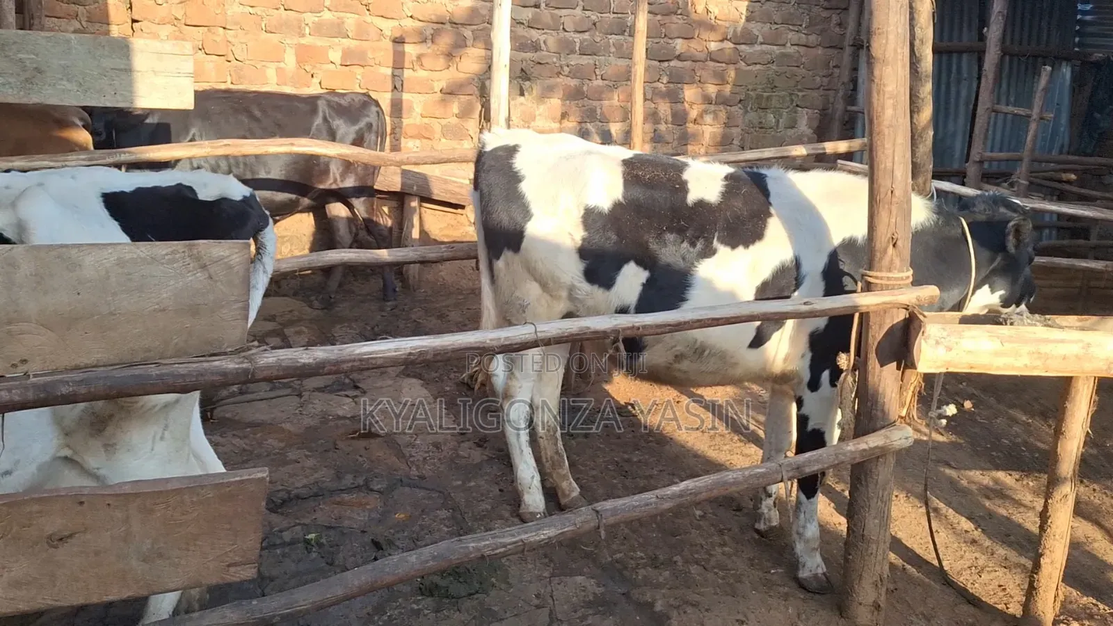 Super Pedigree Heifer