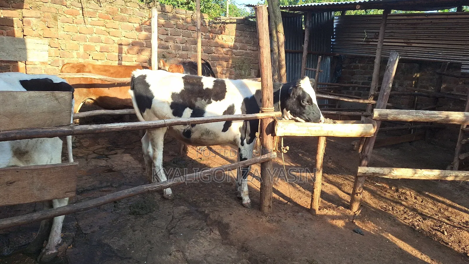 Super Pedigree Heifer