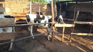 Super Pedigree Heifer