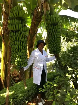 Hybrid Banna Seedlings