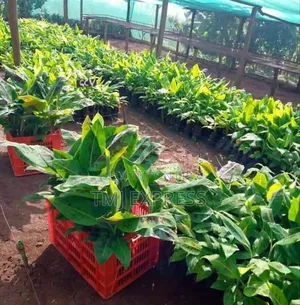 Hybrid Banna Seedlings