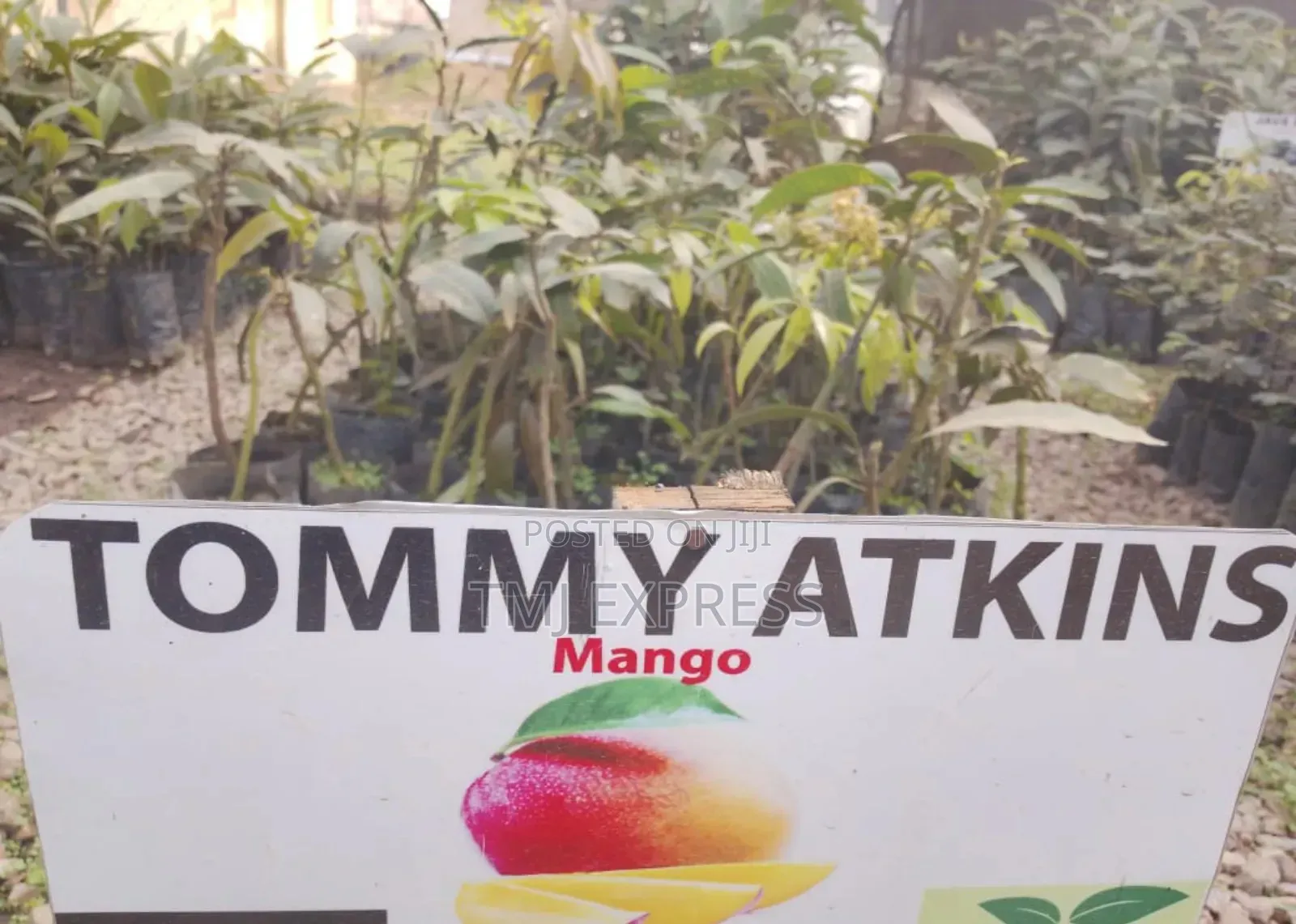 Tommy Atkins Mango Seedlings