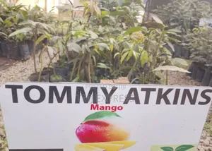 Tommy Atkins Mango Seedlings