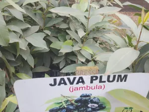 Java Plum Seedlings/ Jambula Seedlings