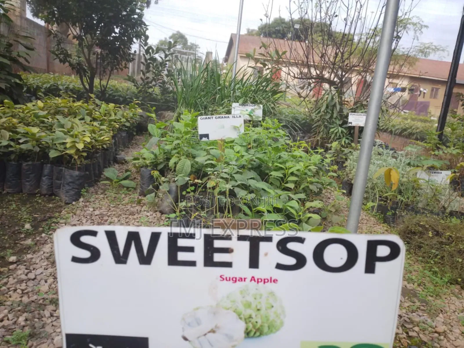 Sweet Sop/ Sugar Apple Seedlings