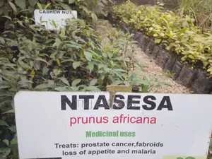 Ntasesa/ Prunus Africana Seedlings