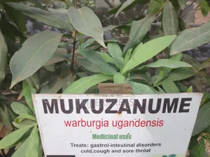 Mukizanume Seedlings