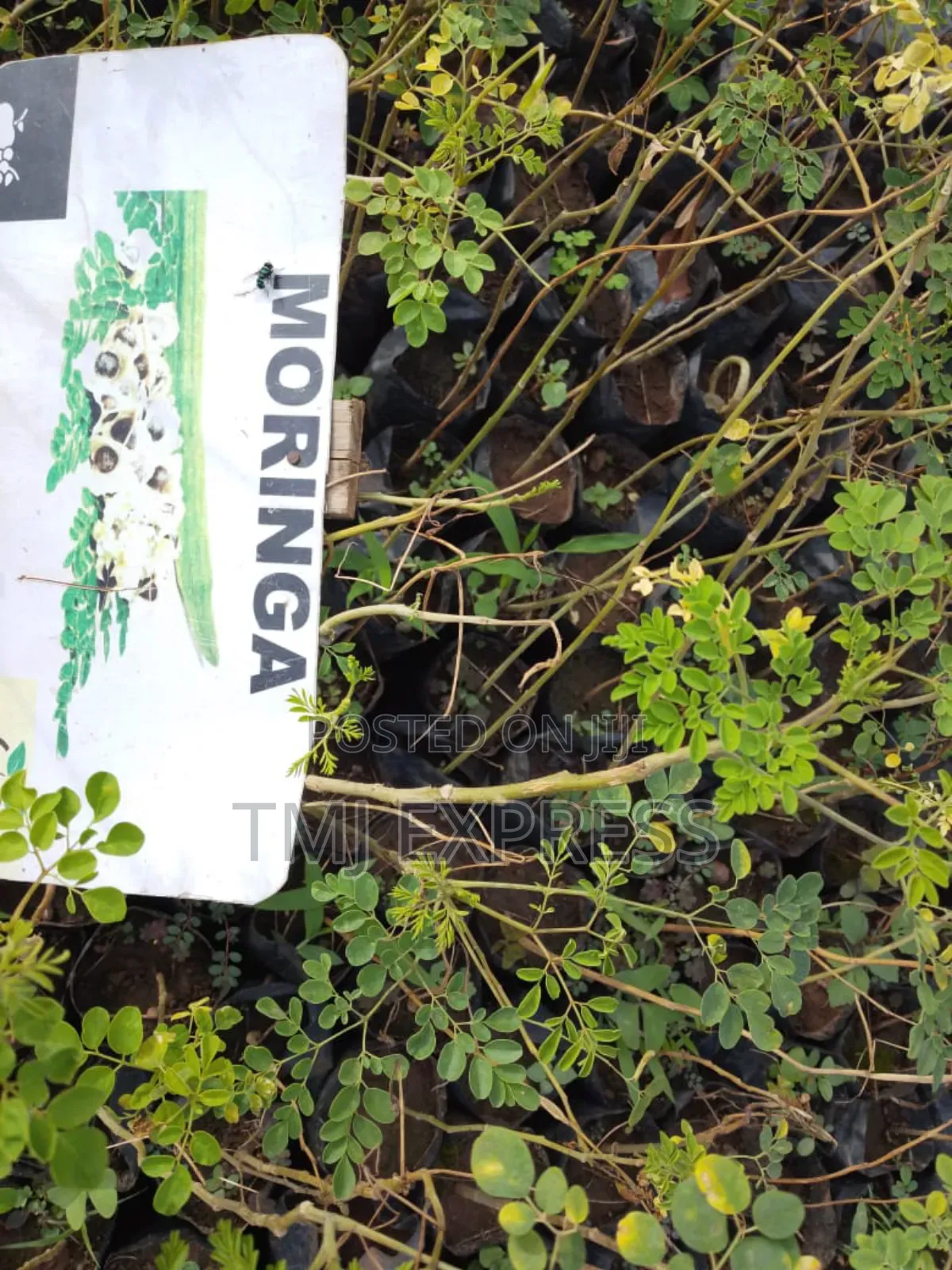 Moringa Tree Seedlings