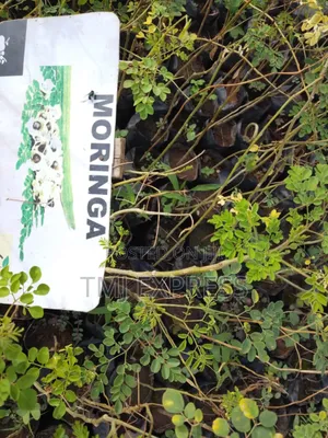 Moringa Tree Seedlings