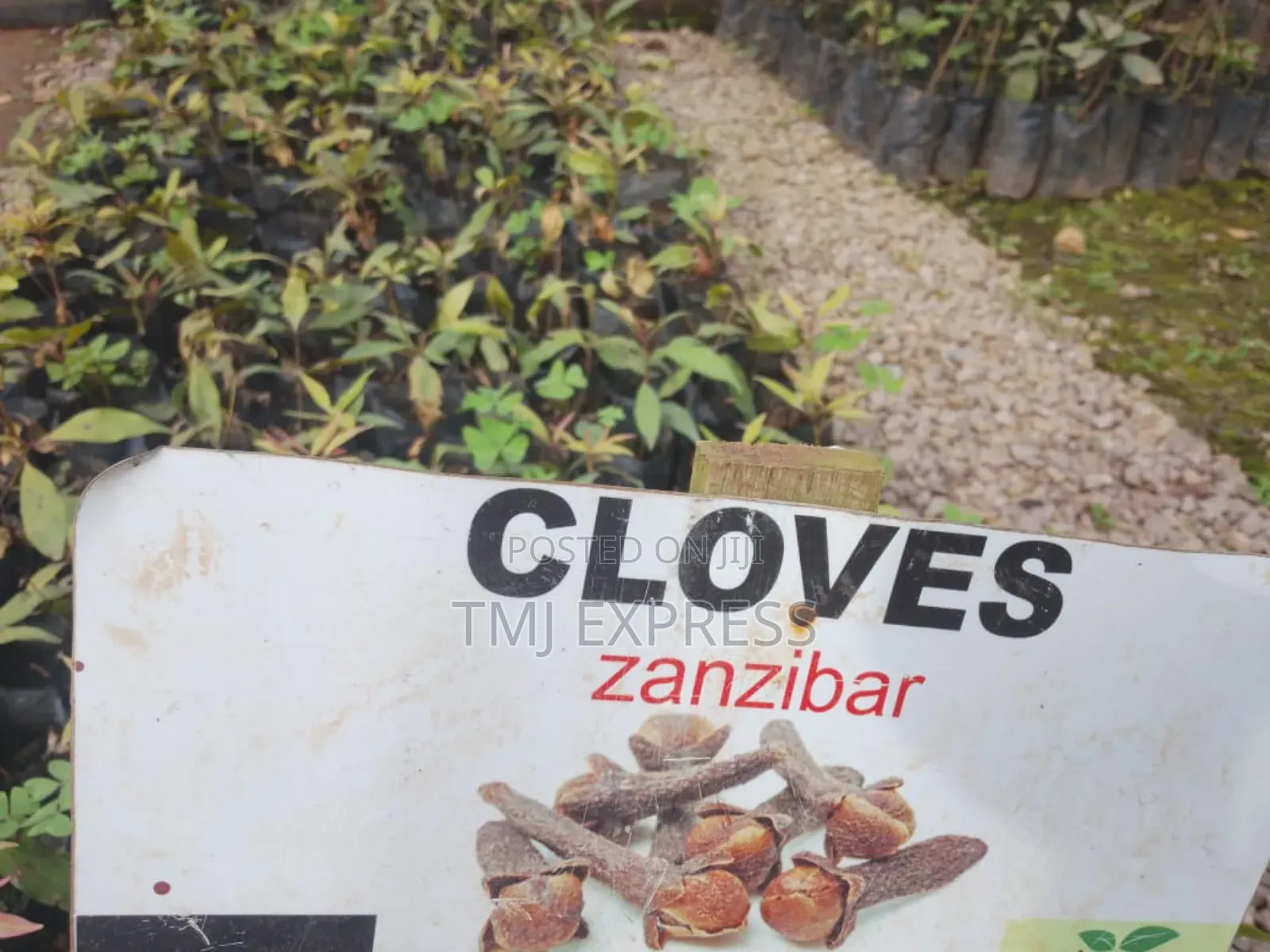 Cloves/ Zanzibar Seedlings
