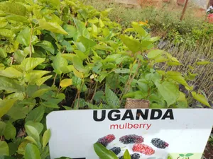Uganda/ Mulberry Seedlings