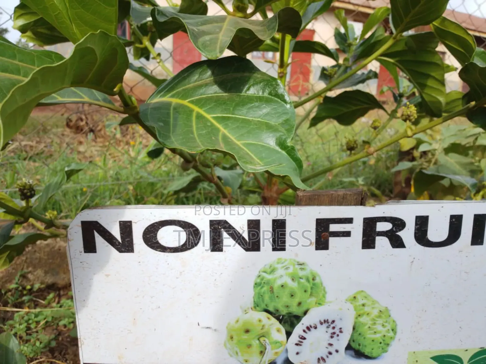 Noni Fruit Seedlings