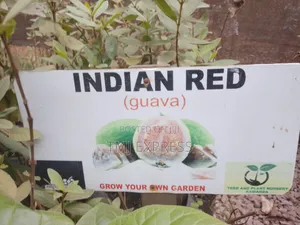 Indian Red Guava Seedlings