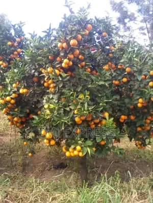 Pixie Orange Seedlings