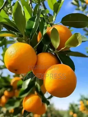 Pixie Orange Seedlings