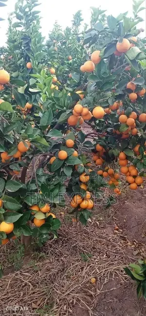 Pixie Orange Seedlings