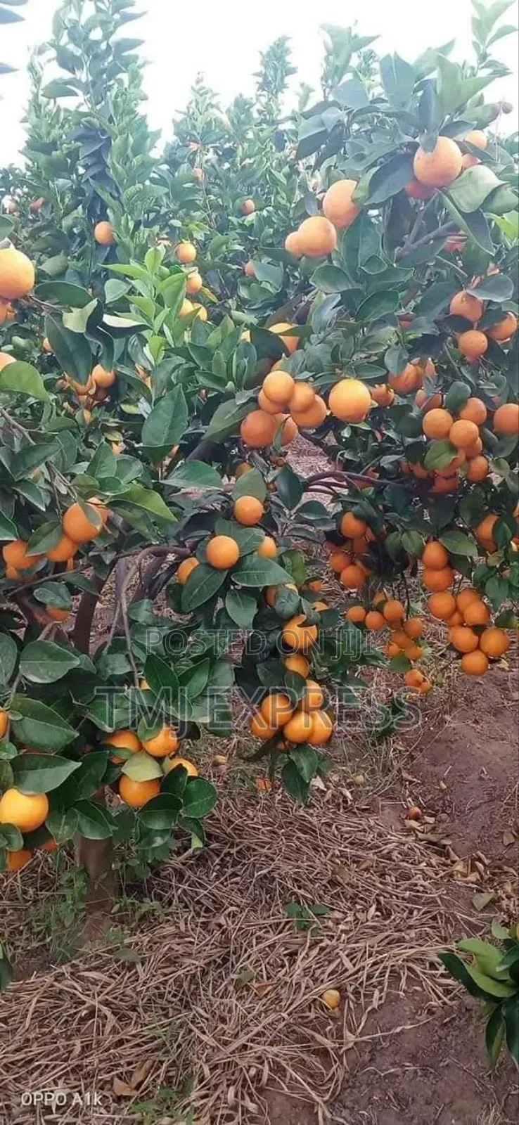 Pixie Orange Seedlings