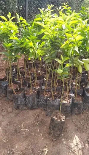 Pixie Orange Seedlings