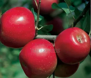 Enterprise Apples Seedlings