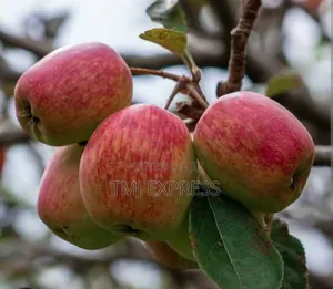 Wambugu Apples Seedlings