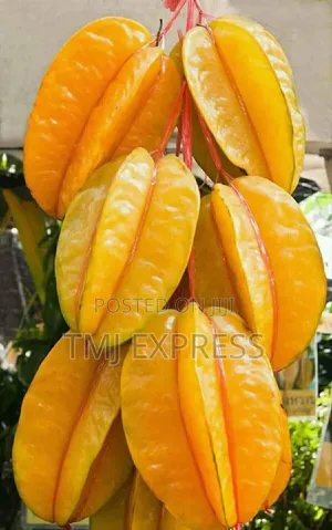 Star Fruit Seedlings