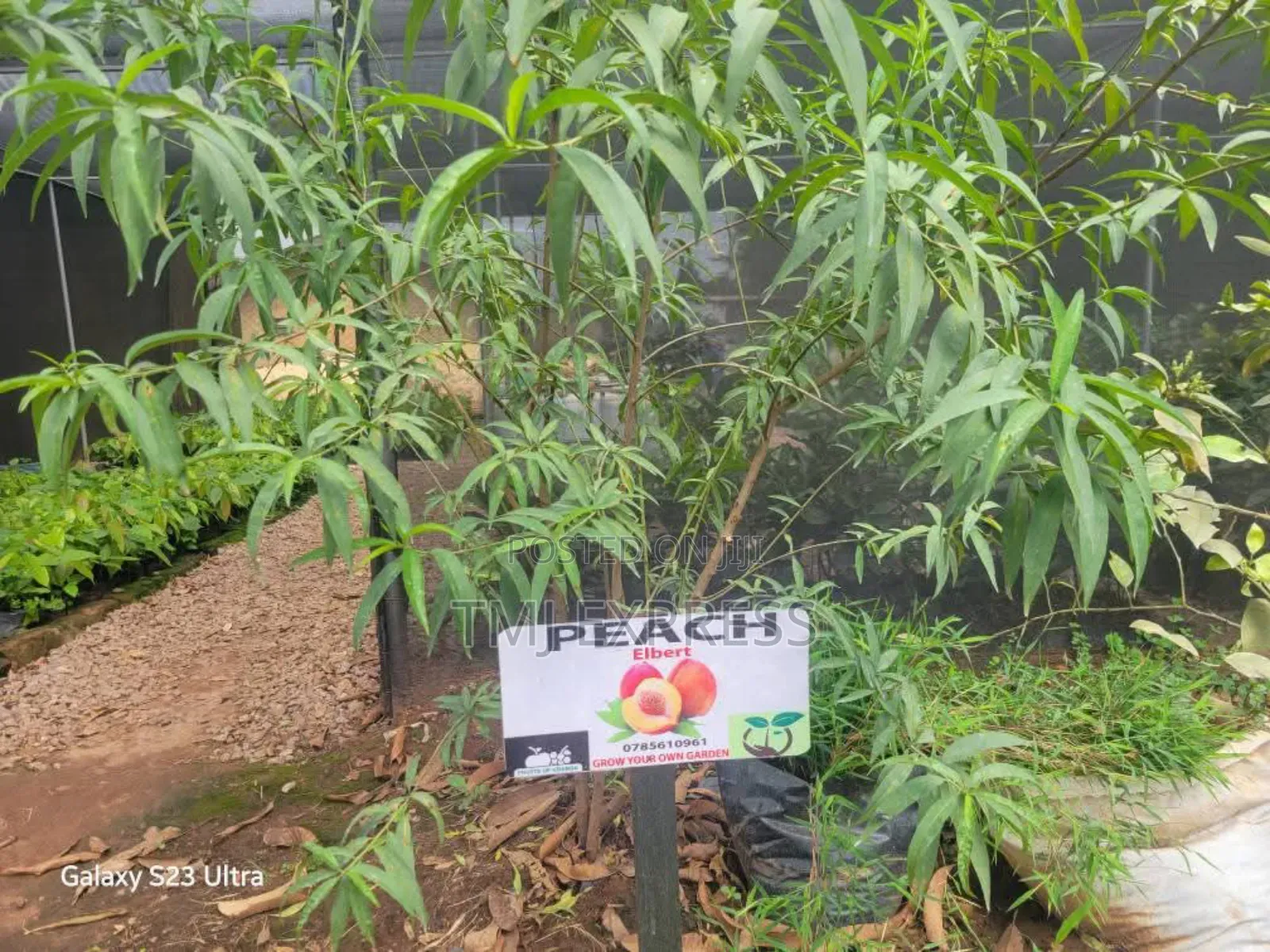 Peach Tree Seedlings