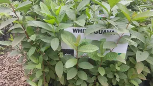 White Guava Seedlings