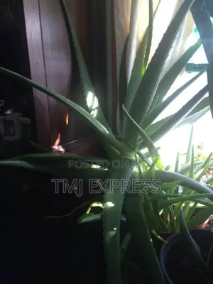Alovera Plant Seedlings