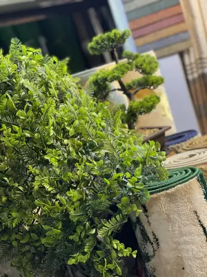 Wall Plant