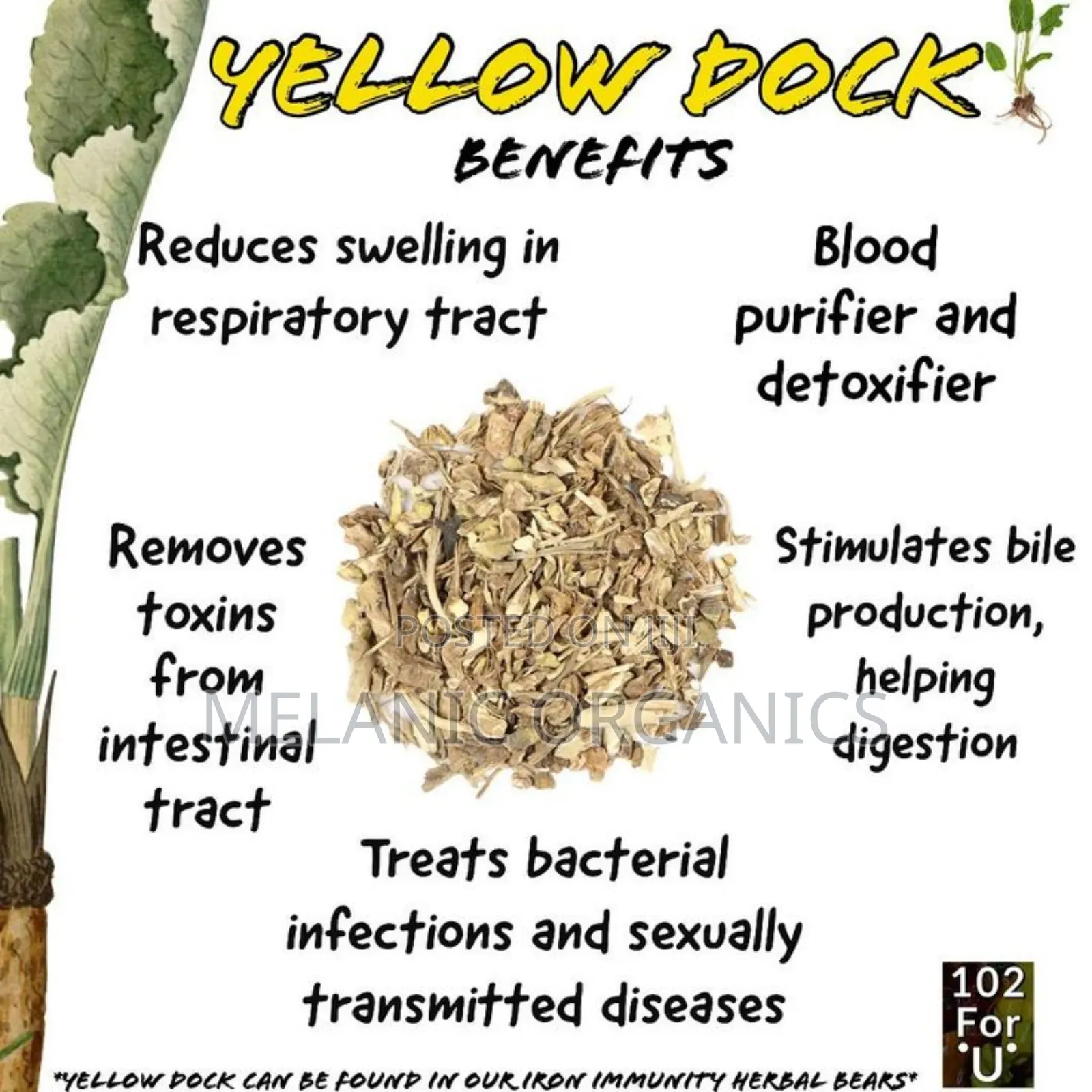 Yellow Dock Root Powder