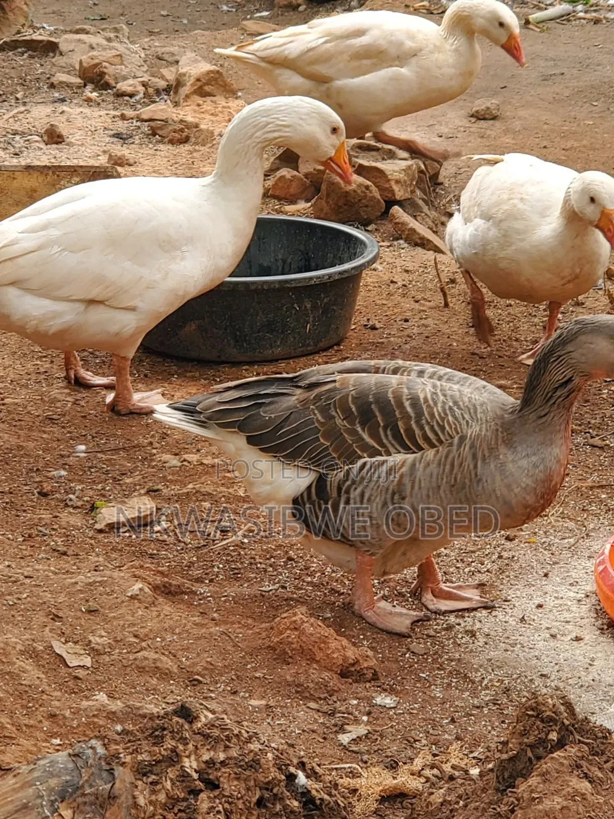 Aggressive Geese for Security