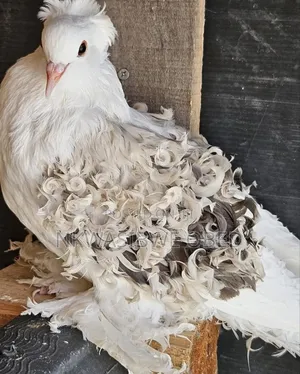 Frillback Pigeons