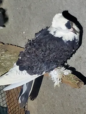 Frillback Pigeons