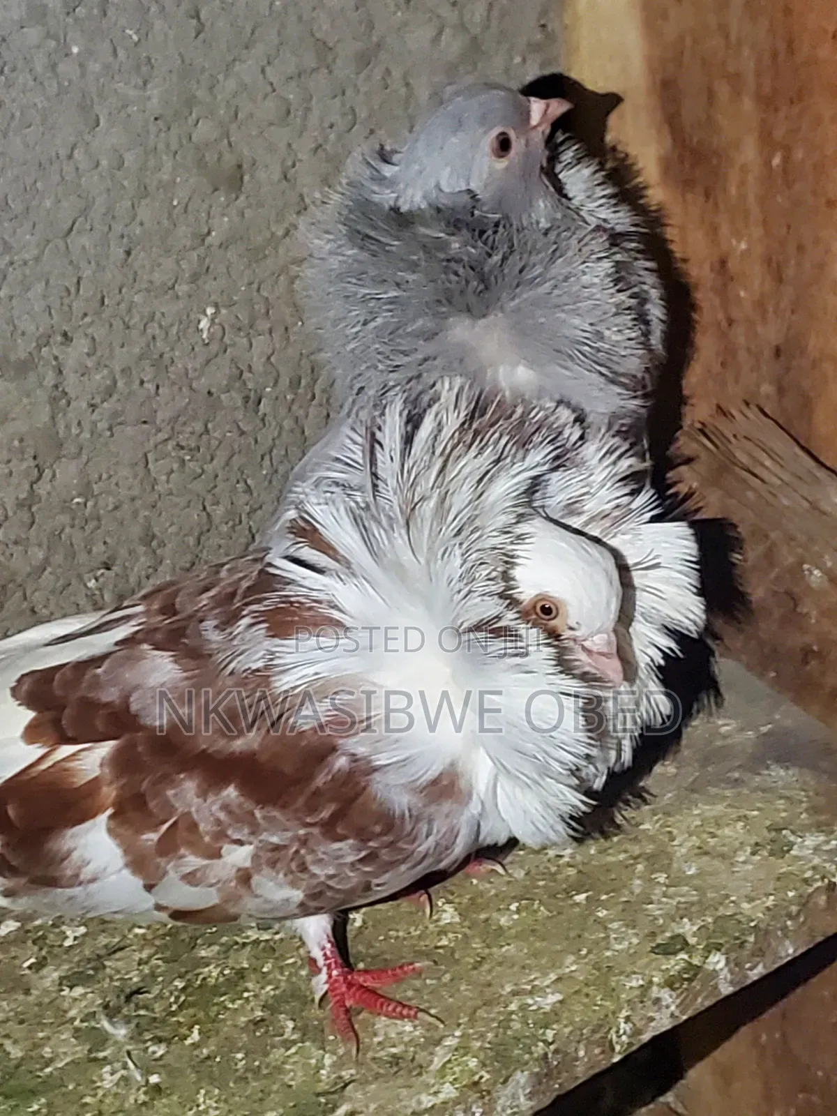 Jacobins Pigeons
