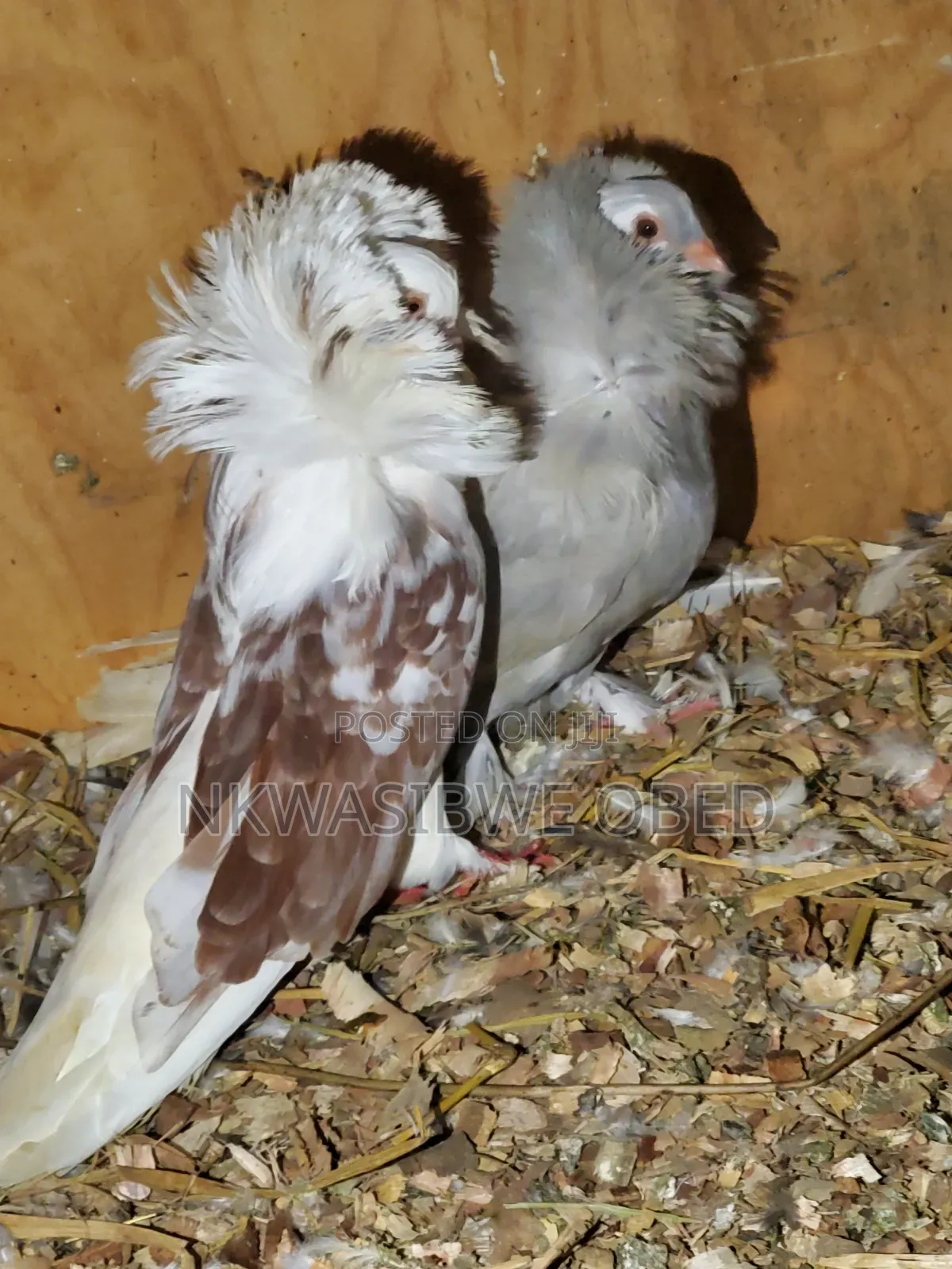 Jacobins Pigeons