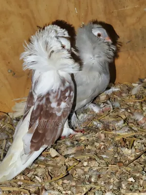 Jacobins Pigeons