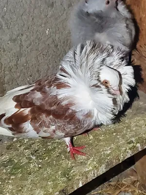 Jacobins Pigeons