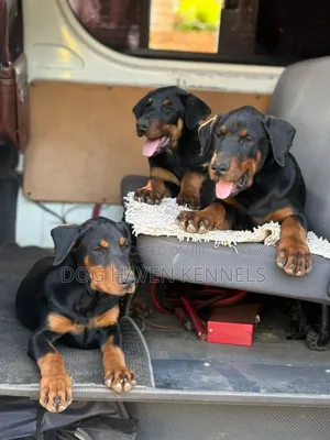 3-6 months Male Purebred Doberman Pinscher
