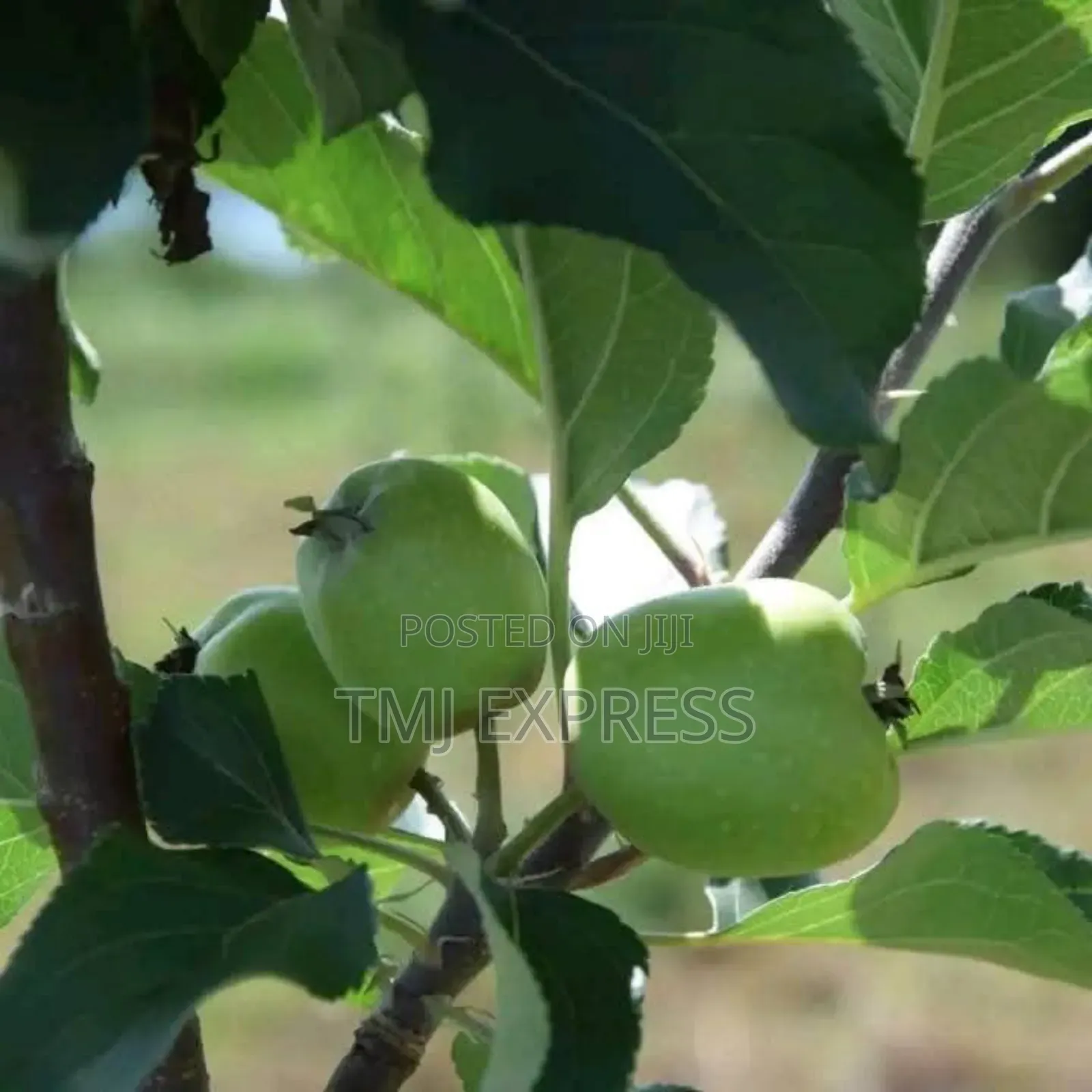 Green Apple Seedlings