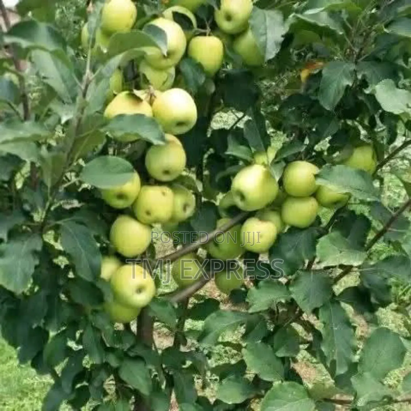 Green Apple Seedlings