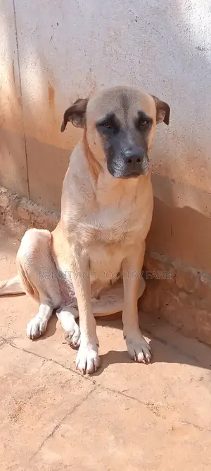 1+ year Female Mixed Breed Alabai