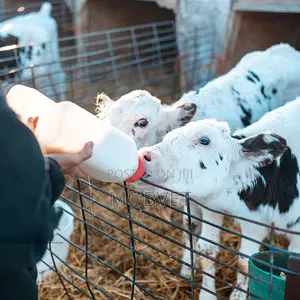 Bottle Feeder for Calves